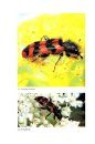 Coleotteri di Sicilia. Parte II [Beetles of Sicily, Volume 2]