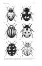Coleotteri di Sicilia. Parte II [Beetles of Sicily, Volume 2]
