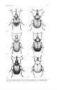 Coleotteri di Sicilia. Parte III [Beetles of Sicily, Volume 3]