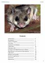 The Edible Dormouse (Glis glis)
