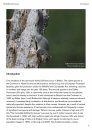 The Edible Dormouse (Glis glis)
