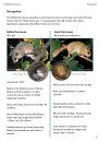 The Edible Dormouse (Glis glis)