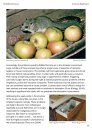 The Edible Dormouse (Glis glis)