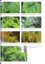 Evolution of the Arborescent Gymnosperms (2-Volume Set)