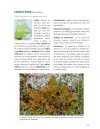 Lichens du Québec Nordique [Lichens of Northern Quebec]