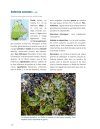 Lichens du Québec Nordique [Lichens of Northern Quebec]