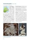 Lichens du Québec Nordique [Lichens of Northern Quebec]