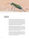 Tiger Beetles of Orient, Volume 1: Indomalayan Region