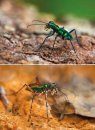 Tiger Beetles of Orient, Volume 1: Indomalayan Region
