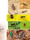 Tiger Beetles of Orient, Volume 1: Indomalayan Region