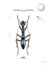 Tiger Beetles of Orient, Volume 1: Indomalayan Region