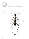 Tiger Beetles of Orient, Volume 1: Indomalayan Region