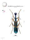 Tiger Beetles of Orient, Volume 1: Indomalayan Region