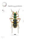 Tiger Beetles of Orient, Volume 1: Indomalayan Region
