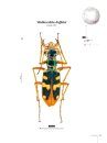 Tiger Beetles of Orient, Volume 1: Indomalayan Region