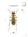 Tiger Beetles of Orient, Volume 1: Indomalayan Region