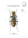 Tiger Beetles of Orient, Volume 1: Indomalayan Region