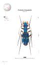 Tiger Beetles of Orient, Volume 1: Indomalayan Region