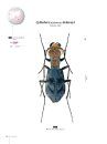Tiger Beetles of Orient, Volume 1: Indomalayan Region