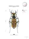 Tiger Beetles of Orient, Volume 1: Indomalayan Region