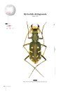 Tiger Beetles of Orient, Volume 1: Indomalayan Region