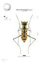 Tiger Beetles of Orient, Volume 1: Indomalayan Region