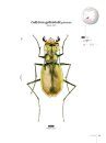 Tiger Beetles of Orient, Volume 1: Indomalayan Region