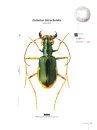 Tiger Beetles of Orient, Volume 1: Indomalayan Region
