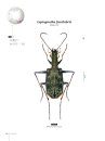 Tiger Beetles of Orient, Volume 1: Indomalayan Region