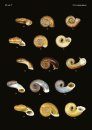 The Conchological Albums - Terrestrial Molluscs, Volume 17