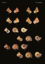 The Conchological Albums - Terrestrial Molluscs, Volume 17