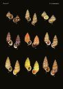 The Conchological Albums - Terrestrial Molluscs, Volume 17