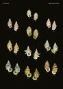 The Conchological Albums - Terrestrial Molluscs, Volume 17