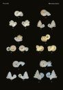 The Conchological Albums - Terrestrial Molluscs, Volume 17