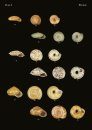 The Conchological Albums - Terrestrial Molluscs, Volume 18