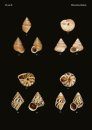 The Conchological Albums - Terrestrial Molluscs, Volume 18