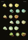 The Conchological Albums - Terrestrial Molluscs, Volume 18