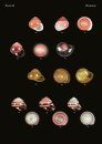 The Conchological Albums - Terrestrial Molluscs, Volume 18