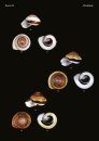 The Conchological Albums - Terrestrial Molluscs, Volume 18
