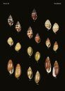 The Conchological Albums - Terrestrial Molluscs, Volume 18