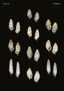 The Conchological Albums - Terrestrial Molluscs, Volume 18