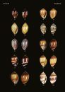 The Conchological Albums - Terrestrial Molluscs, Volume 18