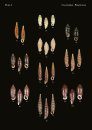 The Conchological Albums - Terrestrial Molluscs, Volume 15