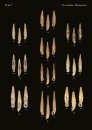 The Conchological Albums - Terrestrial Molluscs, Volume 15
