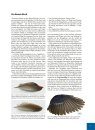 Das Grosse Buch der Vogelfedern: Die Singvögel Mitteleuropas [The Big Book of Bird Feathers: The Passerines of Central Europe]