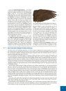 Das Grosse Buch der Vogelfedern: Die Singvögel Mitteleuropas [The Big Book of Bird Feathers: The Passerines of Central Europe]