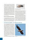 Das Grosse Buch der Vogelfedern: Die Singvögel Mitteleuropas [The Big Book of Bird Feathers: The Passerines of Central Europe]