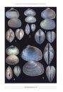 Vita Malacologica, Volume 23: Atlas and Catalogue of the Living Mollusks of the Aral and Caspian Seas