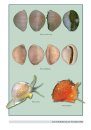 Taxonomic Important Shell Characters