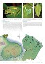 Atlas des Amphibiens de Guyane [Handbook of Amphibians of French Guiana]